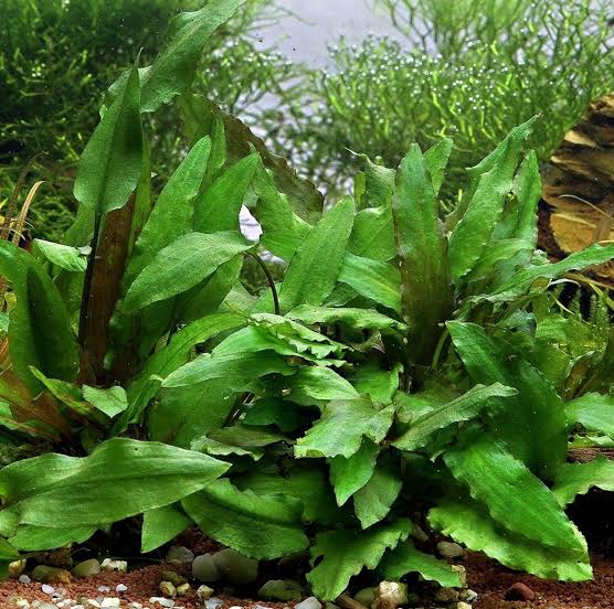 Cryptocoryne wendtii Green